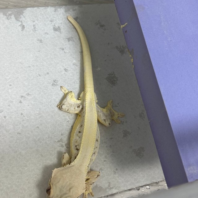 릴리화이트 솔리드백