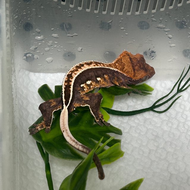 노멀 화이트포트홀 풀핀 엠티백