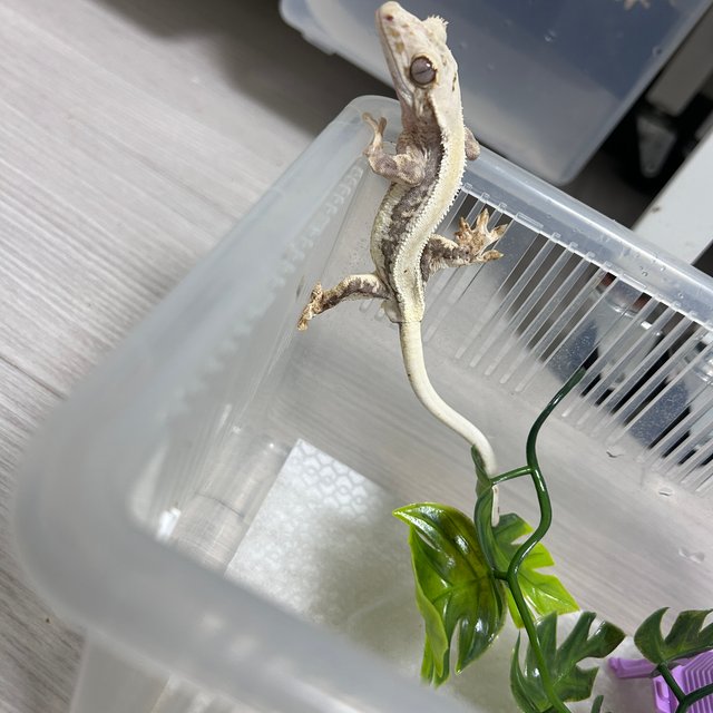 릴리화이트 솔리드백