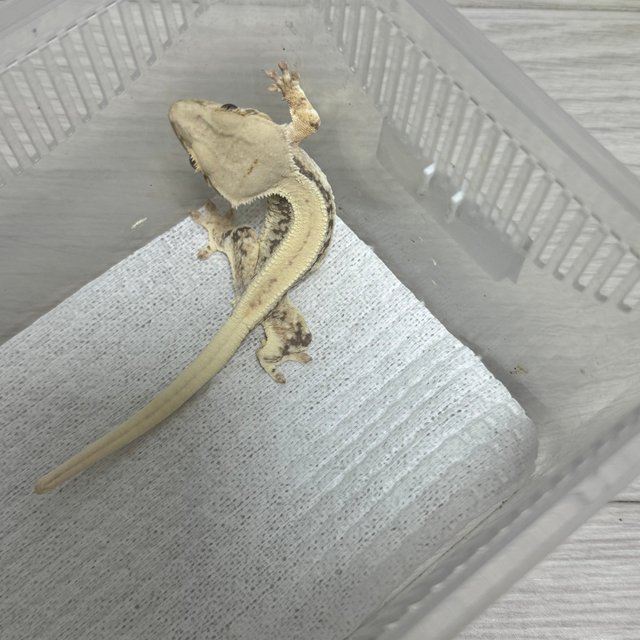 릴리화이트 드리피