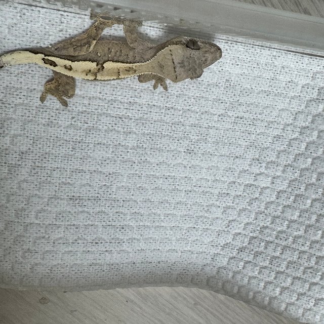 100%헷아잔틱 세이블 화이트스팟