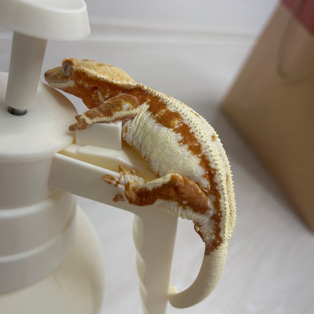 릴리화이트 레드