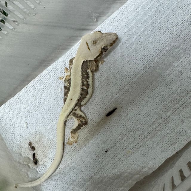 릴리화이트 솔리드백