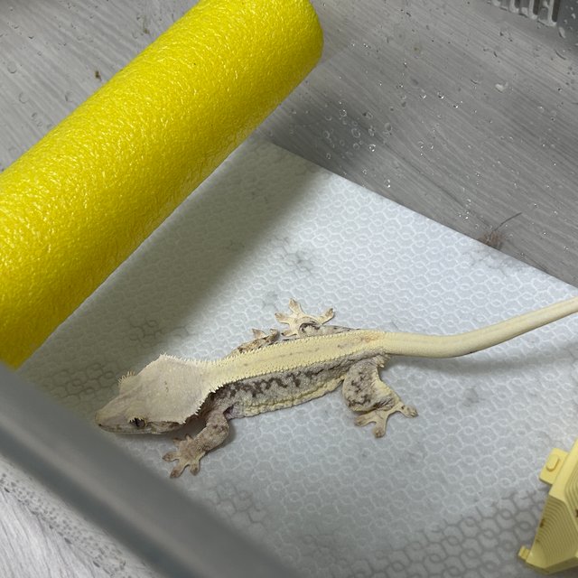 릴리화이트 드리피