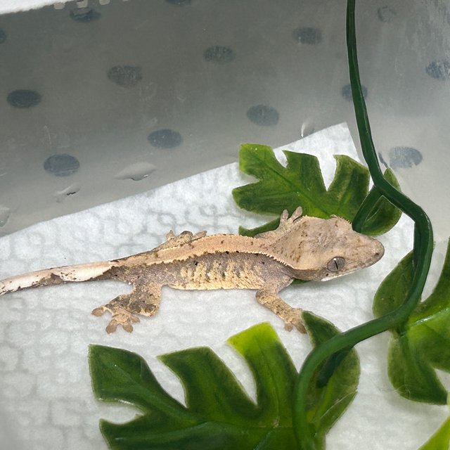 노멀 화이트스팟