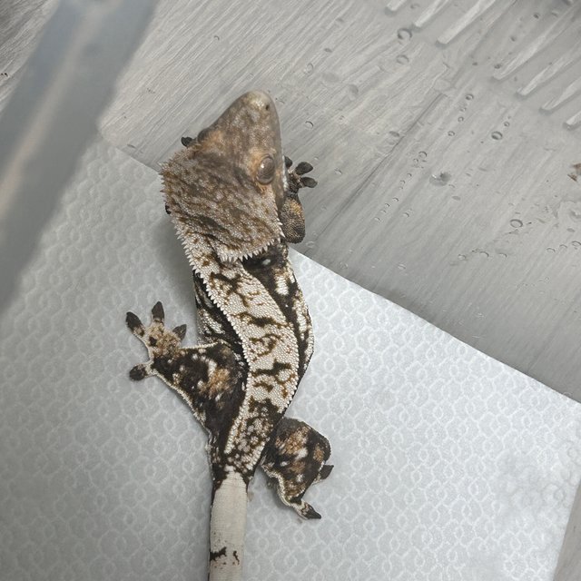 화이트스팟 익스트림할리퀸 텐저린 트라이 노멀