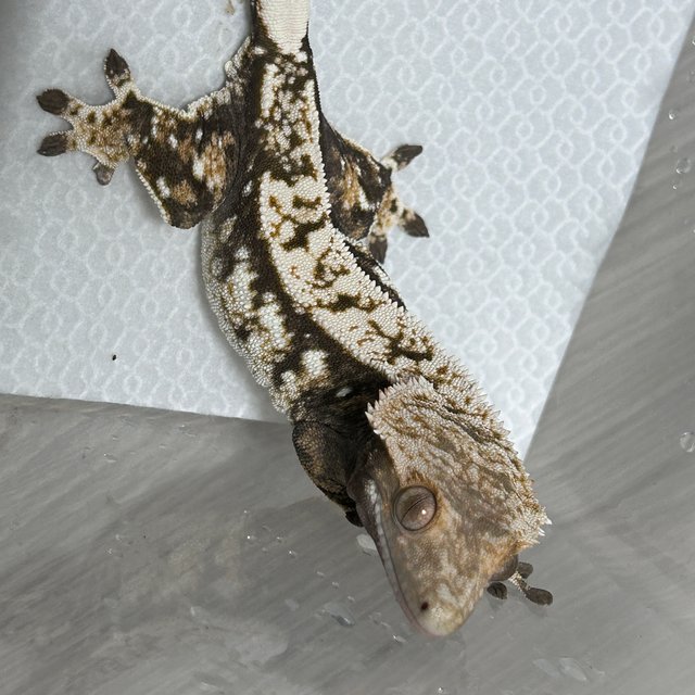 화이트스팟 익스트림할리퀸 텐저린 트라이 노멀