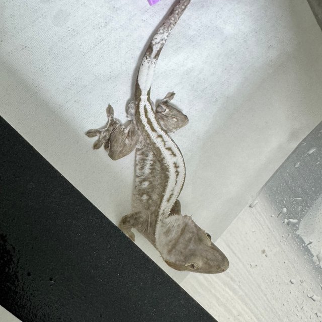 아잔틱 슈퍼스트라이프