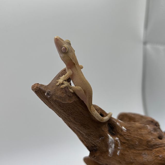 하이포
