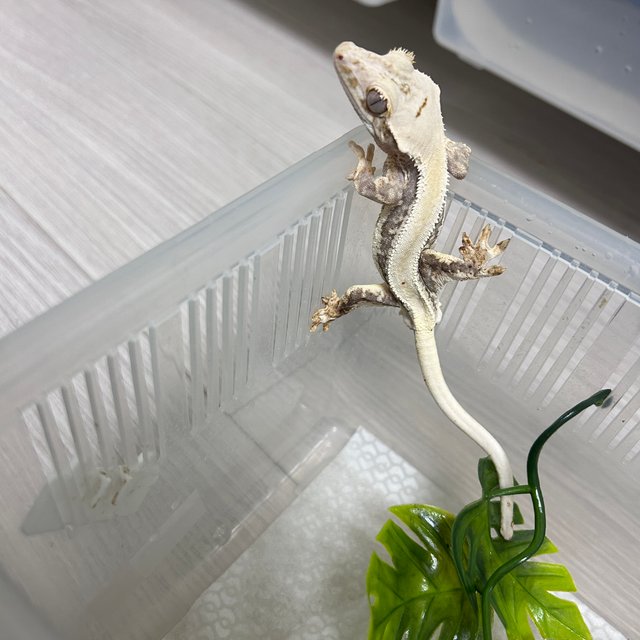 릴리화이트 솔리드백