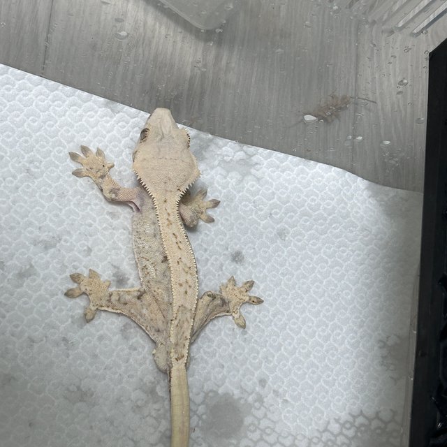 노멀 화이트스팟 드리피