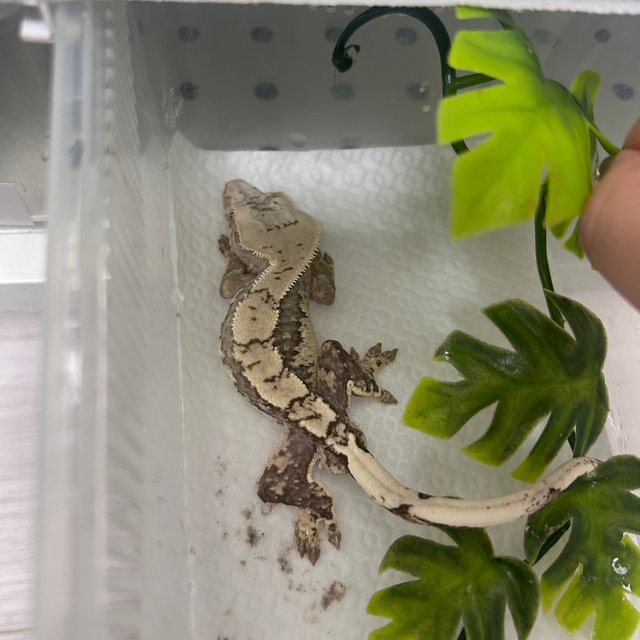 노멀 화이트스팟