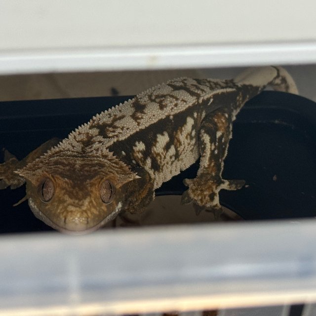 화이트스팟 익스트림할리퀸 텐저린 트라이 노멀