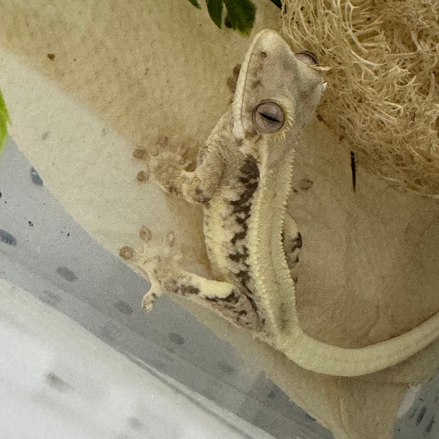 릴리화이트 드리피