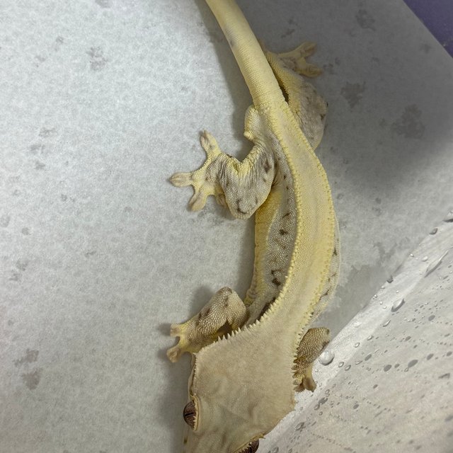 릴리화이트 솔리드백