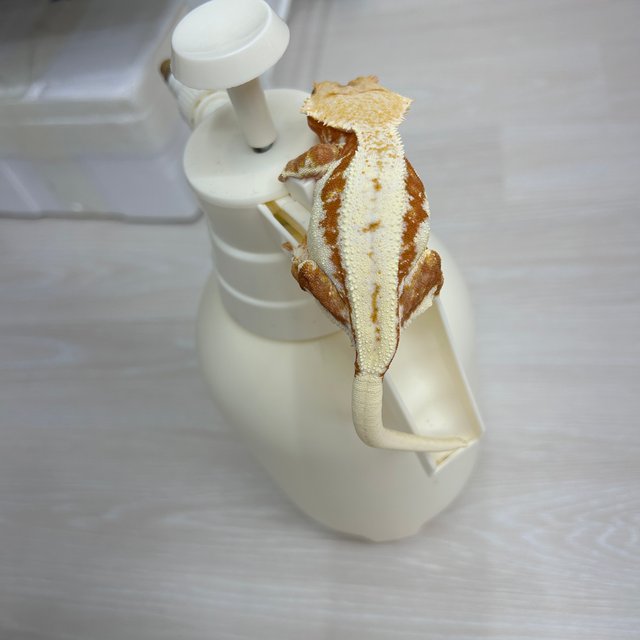 릴리화이트 레드