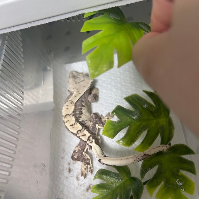 노멀 화이트스팟