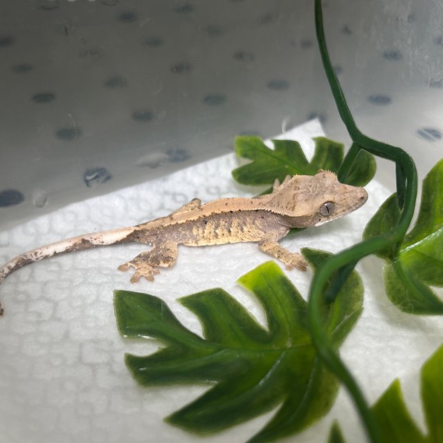 노멀 화이트스팟