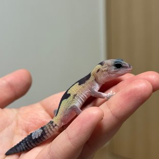 줄루 헷 오레오 헷 카라멜