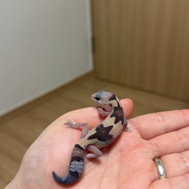 줄루 헷 오레오 헷 카라멜