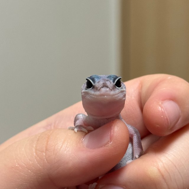 오레오 줄루 헷 카라멜