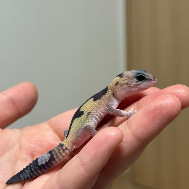 줄루 헷 오레오 헷 카라멜