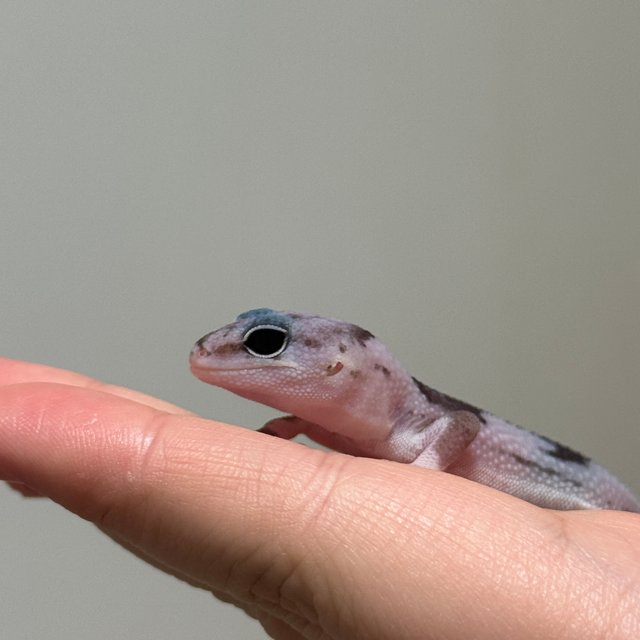 오레오 줄루 헷 카라멜