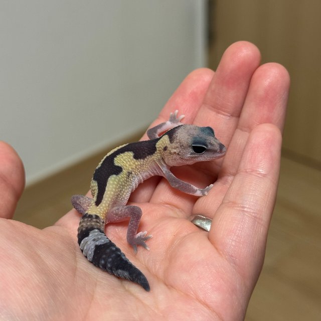 줄루 헷 오레오 헷 카라멜