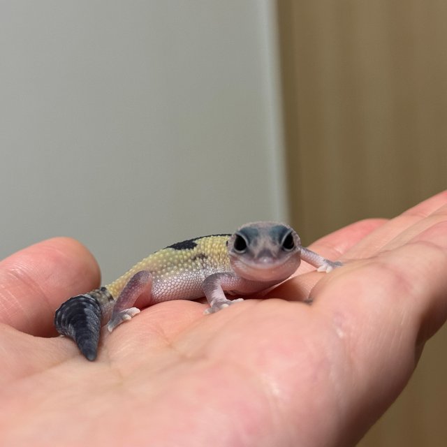 줄루 헷 오레오 헷 카라멜