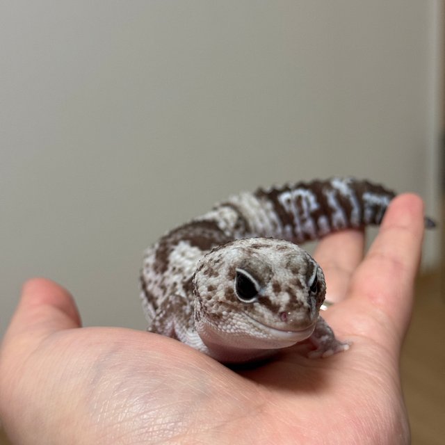 오레오 줄루 헷 카라멜