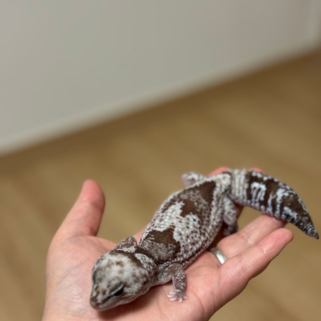 오레오 줄루 헷 카라멜