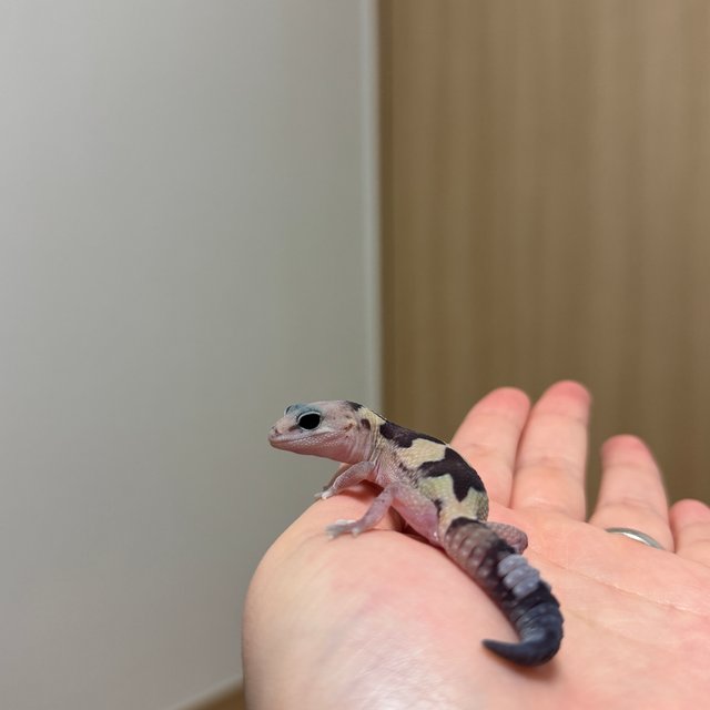 줄루 헷 오레오 헷 카라멜