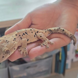 슈퍼달마시안