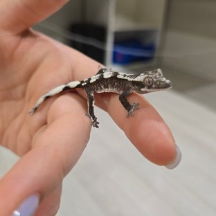 아잔틱
