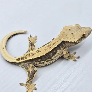 100% Het Axanthic Super Stripe