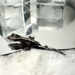 아잔틱 쿼드 핀스트라이프