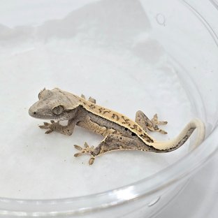 노멀 풀핀 쿼드