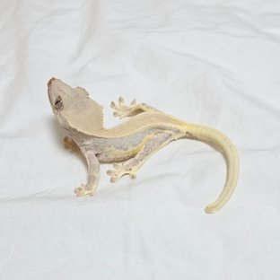L044