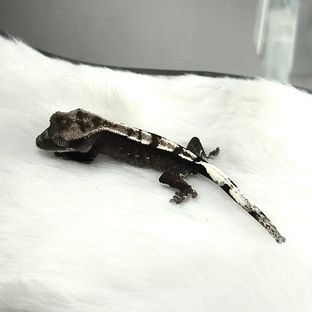 아잔틱