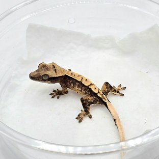 노멀 화이트스팟