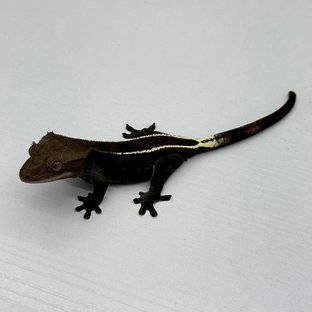 Axanthic Full Pinstripe Black