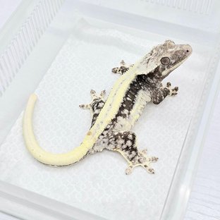 Super Stripe White Spot Lilly Axanthic