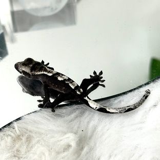 아잔틱