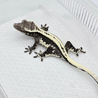 Super Stripe Frappuccino Axanthic