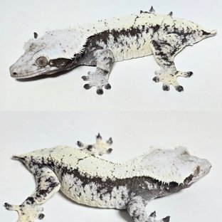 베리어