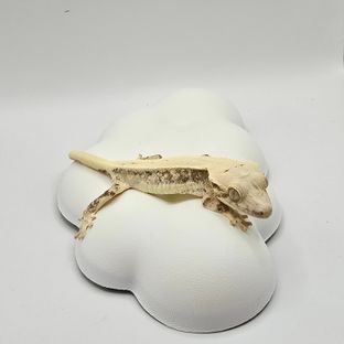 릴리화이트 트라이