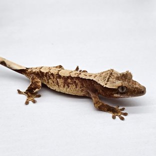 트라이 드리피 화이트스팟 레드