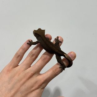 챠콜