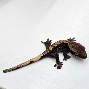 100%헷아잔틱 블랙