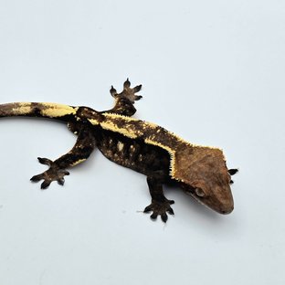 세이블 다크